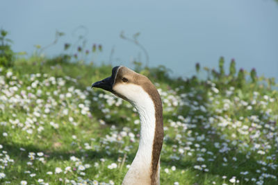 Close-up of goose on grass against sky