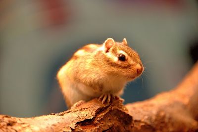 Close-up of squirrel