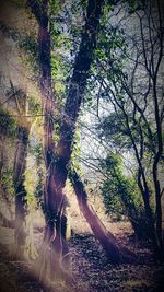 Trees in forest