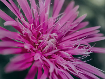 Beautiful flowers for background