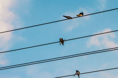 Low angle view of birds perching on cable