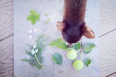 Close-up of cat on plant