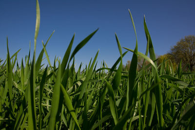 Plants growing in field