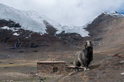 View of an animal on snow covered land