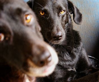 Close-up portrait of black dog