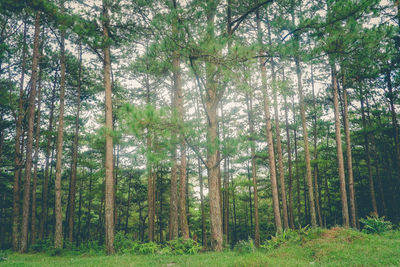 Pine trees in forest