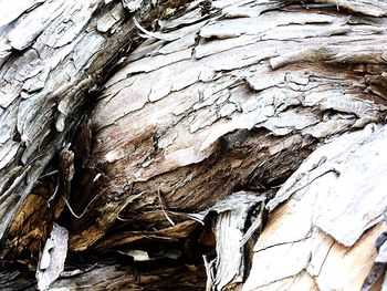 Full frame shot of tree trunk