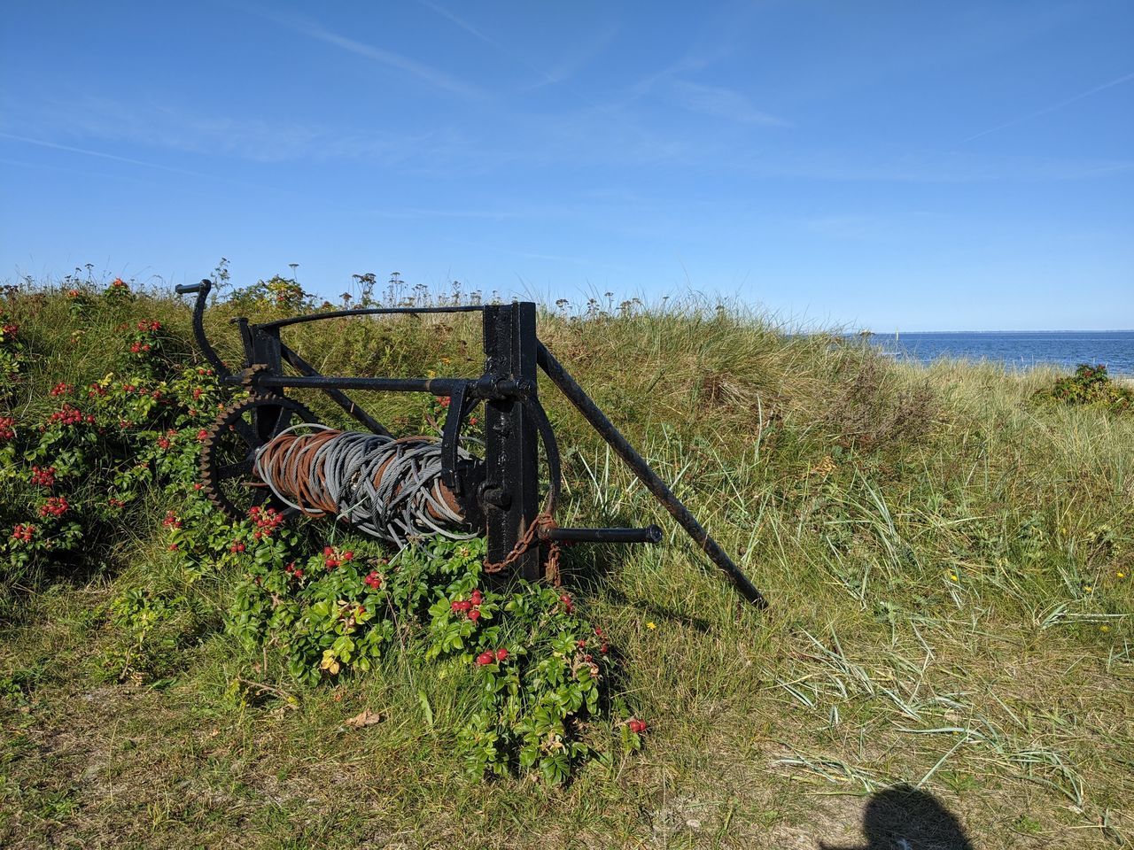 PLANTS ON FIELD BY SEA AGAINST BLUE SKY