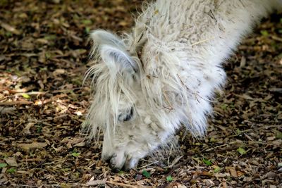 High angle view of a horse on field