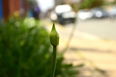 Close-up of fresh green plant