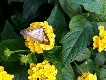 High angle view of butterfly on yellow lantana camara