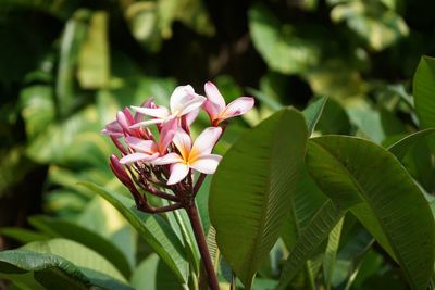 Close-up of pink flowering plant