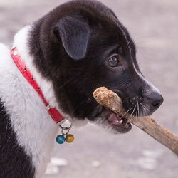 Close-up of dog looking away