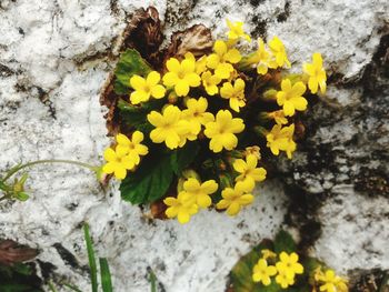 Close-up of yellow flower