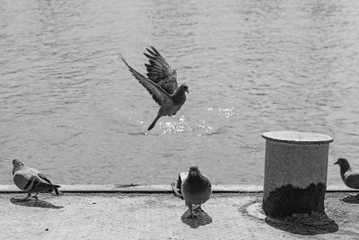 Seagulls flying over sea