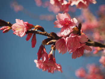 Close-up of pink cherry blossoms
