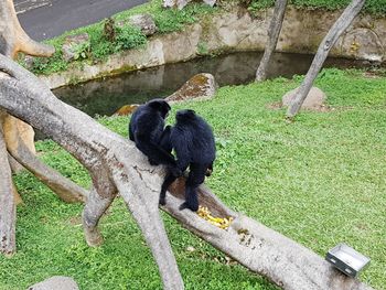 Monkey sitting on a tree