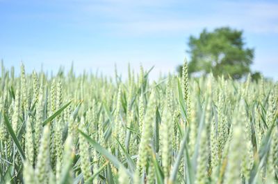 Close-up of wheat growing on field against sky