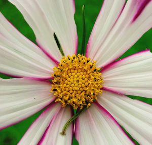 Close-up of pink flower