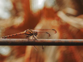 Close-up of dragonfly on metal railing