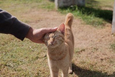 Close-up of hand touching kitten