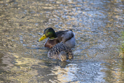 Mallard ducks swimming in lake