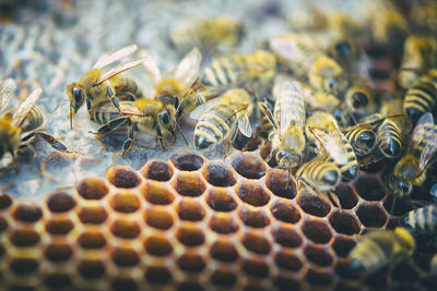 Close-up of bee on floor