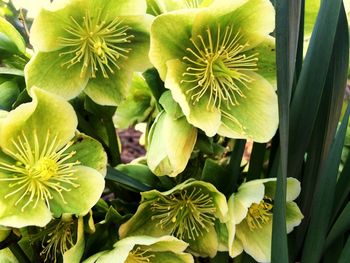 Close-up of flowers