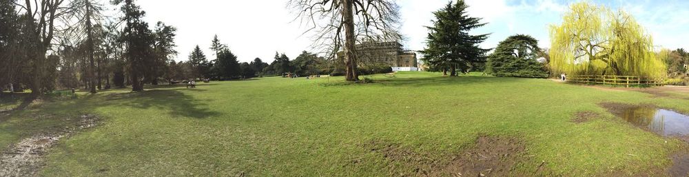 Trees on grassy field