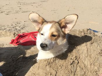 Portrait of dog on beach