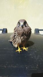 Close-up of bird perching on ground