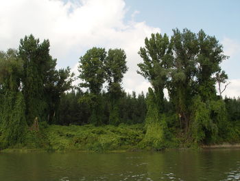 Trees by lake in forest against sky