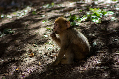 Monkey sitting in zoo