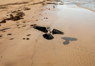 High angle view of birds flying over beach