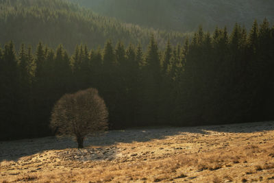 Trees on field against mountain