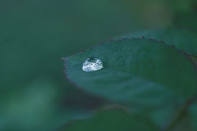 Close-up of raindrops on leaf