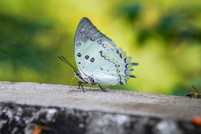 Close-up of butterfly on flower