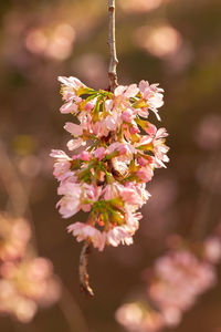 Close-up of pink cherry blossom