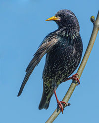 Low angle view of bird perching on a tree