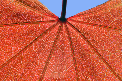 Full frame shot of wet red leaf