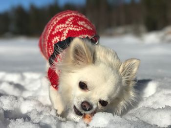 Close-up of dog on snowy field