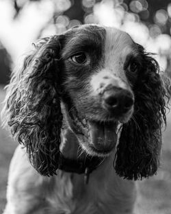 Close-up portrait of dog