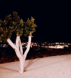 Man on tree at night