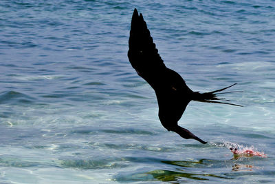 View of seagull flying over sea