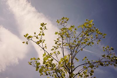 Low angle view of flowering plant against sky