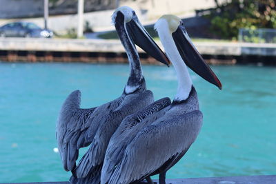 Close-up of pelican in lake