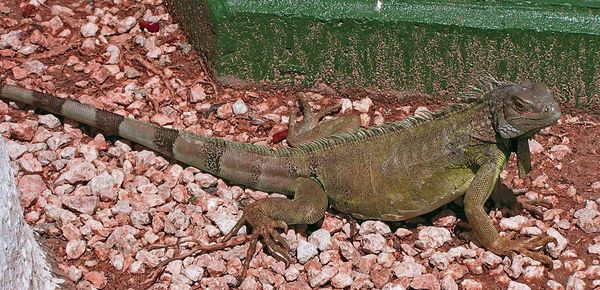 Full frame shot of lizard