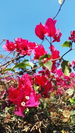 Low angle view of pink flowering plants against sky