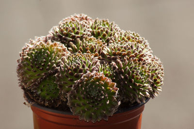 Close-up of succulent plant