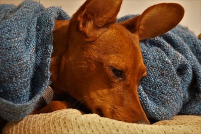 Close-up of a dog resting on bed